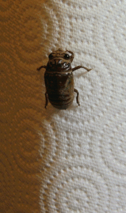 Process of ecdysis of a cicada.