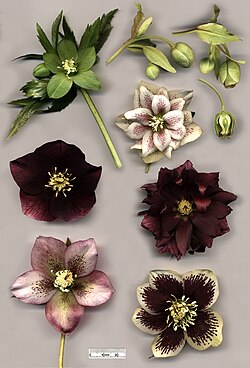 Hellebore species and hybrids: Helleborus viridis (top left); H. foetidus (top right) with cross-section; flowers of various specimens of H. × hybridus, including doubles