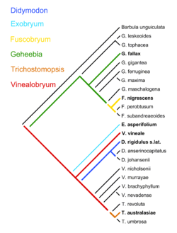 Cladogram of the moss genus Didymodon showing taxon transformations. Colors denote dissilient groups.
