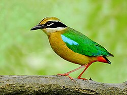 A buff and green bird stands on a branch