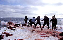 Inuit hunting walrus, 1999
