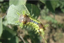 Larva