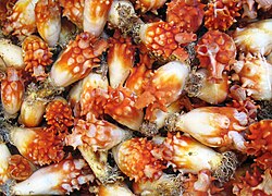 Halocynthia tunicates for sale at a market, Busan, South Korea