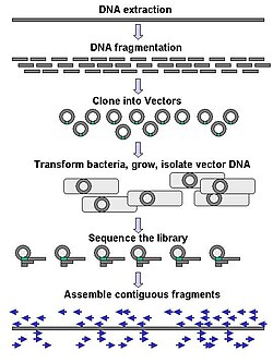 Genomic DNA is fragmented into random pieces and cloned as a bacterial library. DNA from individual bacterial clones is sequenced and the sequence is assembled by using overlapping DNA regions.