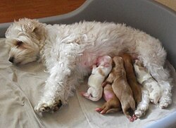 A bitch nursing her newborn puppies