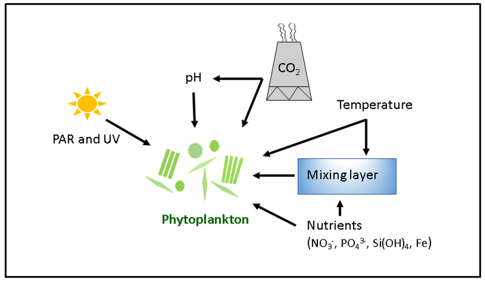 Environmental factors that affect phytoplankton productivity [64][65]