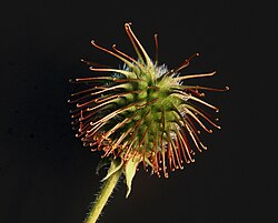 Tiny hooks can be seen covering the surface of this bur. The design of hook-and-loop imitated this natural mechanism for seed dispersion.
