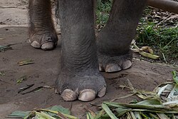 The nail-like structures on the toes of an Asian elephant