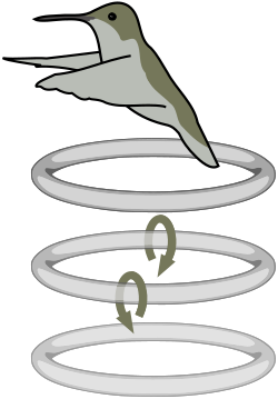 Hummingbirds generate a trail of wake vortices under each wing while hovering.[159][160]