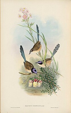 An illustration of purple-crowned fairywrens by H. C. Richter in The Birds of Australia, 1840–1848