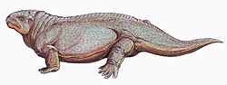 Diadectes (a terrestrial diadectomorph, Early Permian)