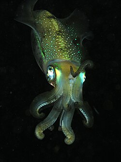 A bigfin reef squid displaying considerably developed ocular, locomotive, and bioluminescent organs, all particularly of interest to the malacological study of its class Cephalopoda