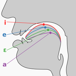 Tongue positions of cardinal front vowels, with highest point indicated. The position of the highest point is used to determine vowel height and backness.