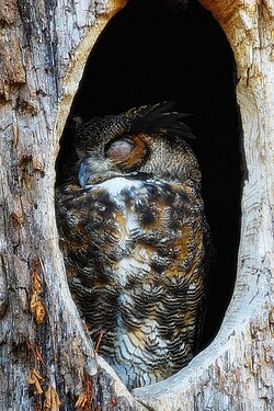 A great horned owl (Bubo virginianus) sleeping during daytime in a hollow tree