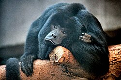 A howler monkey