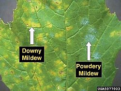 Examples of downy and powdery mildew on a grape leaf