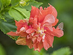 butterfly on Hibiscus cultivar flower