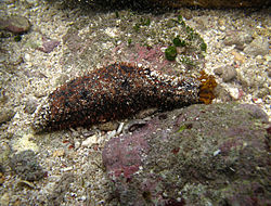 Holothuriida like this Holothuria cinerascens are sausage-shaped, with peltate tentacles.