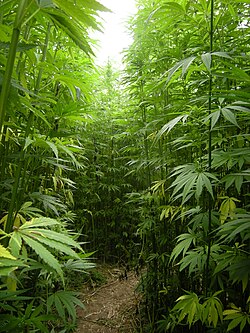 A hemp field in Côtes-d'Armor, Brittany, France, which is Europe's largest hemp producer as of 2022