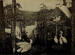 Taxidermied specimens, American Museum of Natural History