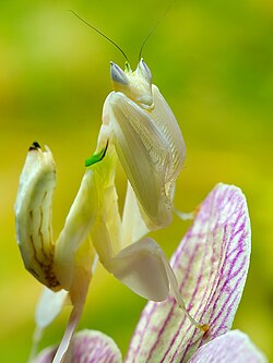 The orchid mantis, Hymenopus coronatus, mimics a rainforest orchid of southeast Asia to lure its prey, pollinator insects.