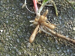 Typical root tubers: these structures separate easily and can become new plants, allowing the plant to colonize new areas rapidly