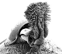 Spiny genitalia, such as of this bean weevil, may help to remove sperm from the sperm storage structures