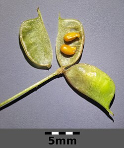 Fruit and seeds of Isopyrum thalictroides