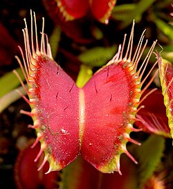 Members of the plant kingdom can live on meat too, such as the Venus flytrap, a carnivorous plant.