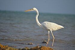 A. h. occidentalis, in Florida