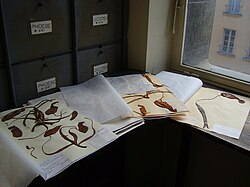 Herbarium specimens ("exsiccata") of various Nepenthes at the Museum National d'Histoire Naturelle in Paris, France