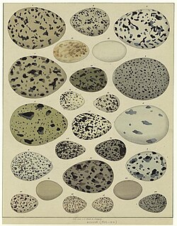 Early bird study focused on collectibles such as eggs and nests.
