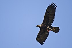 Golden eagle flying in dihedral with food