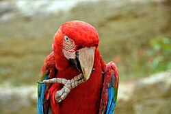 A green-winged macaw has raised its right foot to its beak.