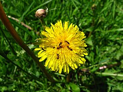Ants, like this group of Crematogaster workers, may obtain nectar from flowers such as the dandelion, but are only rarely known to pollinate flowers.