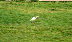 Egret at Palakkad, India