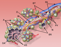 Alveolar septa (AS)