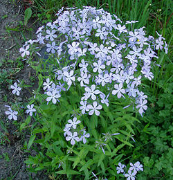 Clump of woodland phlox (P. divaricata)
