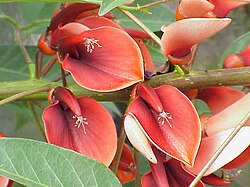 The flower of the ceibo tree, the national flower of Argentina and Uruguay