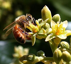 An example of an ecosystem service is pollination, here by a honey bee on avocado crop.