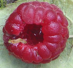 A raspberry fruit (shown with a raspberry beetle larva) is an aggregate fruit, an aggregate of drupelets.