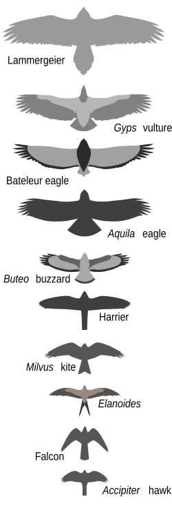 Variations in shape and size