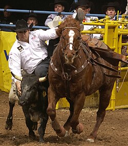 Bringing the steer to the ground