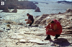 The Khulsan locality, which is the stratotype of the Barun Goyot Formation, Mongolia