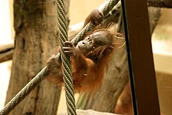 A baby plays on a line in Zurich Zoo.