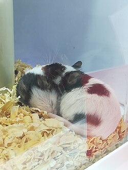 Japanese house mouse (M. m. molossinus)