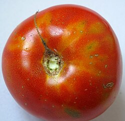 A tomato infected with the thrips-borne Tospovirus, tomato spotted wilt virus