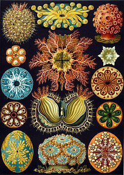 Ernst Haeckel's interpretation of several ascidians from Kunstformen der Natur, 1904
