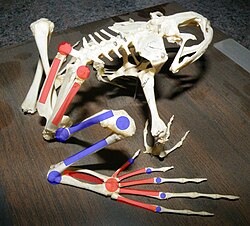 A bullfrog skeleton, showing elongated limb bones and extra joints. Red marks indicate bones which have been substantially elongated in frogs and joints which have become mobile. Blue indicates joints and bones which have not been modified or only somewhat elongated.