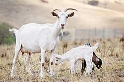 Goat kids stay with their mother until they are weaned.